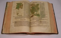 Kreuterbuch – botanické dielo Hieronyma Bocka z roku 1550