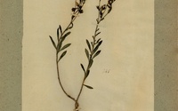 Obr. 1: Herbárová položka ľanu žltého zo zbierky V. Greschika