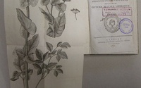 LUMNITZER, Štefan: Flora Posonienis 1791